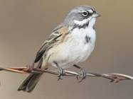 bellssparrow1.jpg